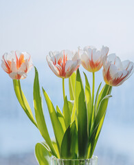 Fototapeta premium Colorful tulips. Natural light. Shallow depth of field.