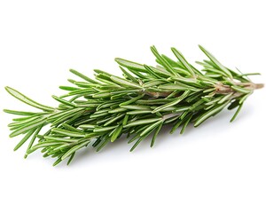 Fototapeta premium Fresh Rosemary Sprig Close-Up