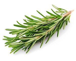 Fototapeta premium Fresh Rosemary Sprig Close-up