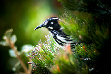 colourful New Holland Honeyeater in a woolly bush, Victoria, Australia