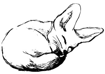 여우,사막여우,동물,동물원,자는모습,겨울잠,animal