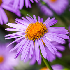 Alpine aster. Beautiful purple flowers with an orange center and drops of water after rain in the garden