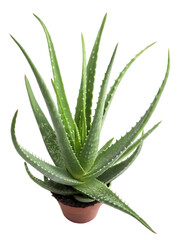 aloe vera plant in a pot