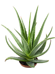 Obraz premium aloe vera plant