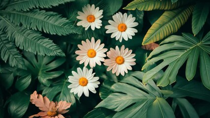 White daisies blooming among lush tropical green leaves in a vibrant natural setting
- Powered by Adobe