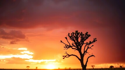 Capture the breathtaking beauty of an African sunset with a lone acacia tree silhouetted.