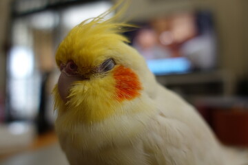 Cockatiel.