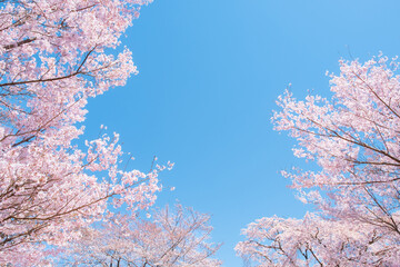 桜 © Mugi