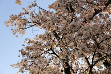 空と桜