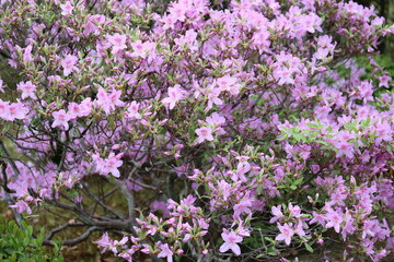 庭園に咲いている春の花