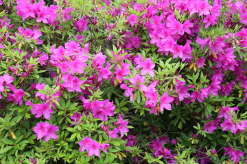 庭園に咲いている春の花