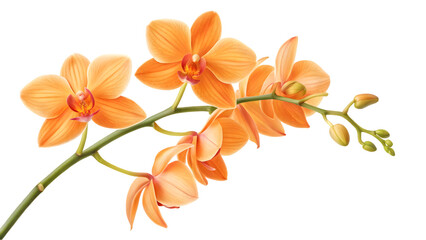orange flower isolated on white background