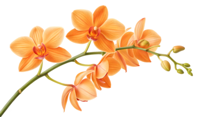 orange flower isolated on white background