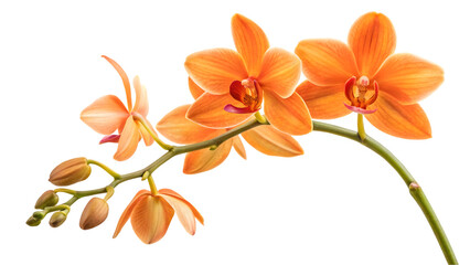 Obraz premium orange flower isolated on white background