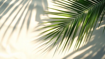 Obraz premium Tropical Palm Leaf Shadows on Warm Beach Background