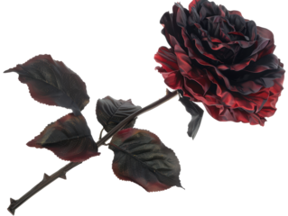 Isolated Dark Red Rose with Black Leaves and Thorns for Gothic Theme