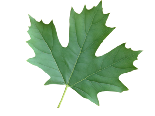 Isolated Fresh Maple Leaf in Detailed Green Texture