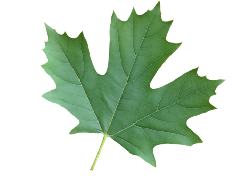 Isolated Fresh Maple Leaf in Detailed Green Texture