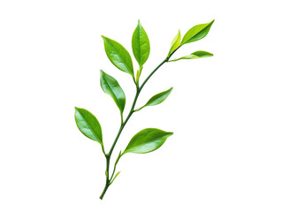 Fototapeta premium Isolated Thriving Tea Plant Branch with Lush Green Leaves