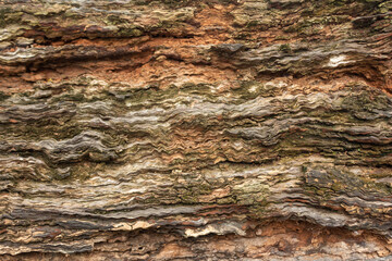 Weathered Rotten Wood with Rough Layered Bark Texture