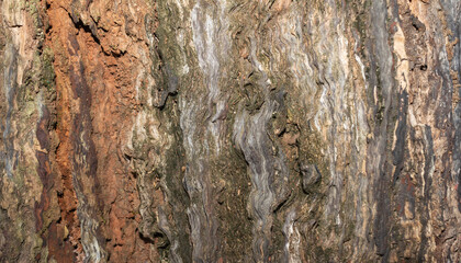 Weathered Rotten Wood with Rough Layered Bark Texture