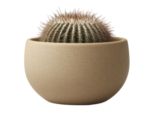 Isolated Large Golden Barrel Cactus