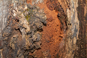 Decayed Rotten Wood with Powdery Interior and Cracked Bark Texture