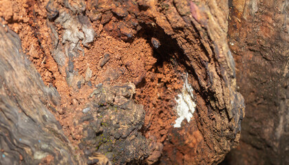 Decayed Rotten Wood with Powdery Interior and Cracked Bark Texture