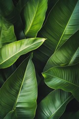 Obraz premium Tropical leaves close-up