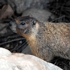 A close-up of a curious groundhog peeking through rocks, showcasing its natural behavior and the beauty of wildlife in its natural habitat.