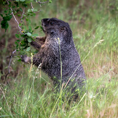 A close-up of a marmot standing upright among lush green grass and leaves, showcasing the beauty of wildlife in its natural habitat against a serene background.
