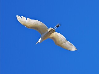 青空の中を飛ぶ白いサギ　白い羽が透けて見えるダイサギ