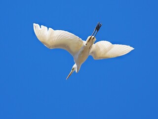青い空を飛ぶ白いサギ　日光で白い羽が透けているダイサギ