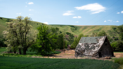 An old barn in a vibrant green landscape with rolling hills, symbolizing the beauty of rural life and nature's resilience against the passage of time.