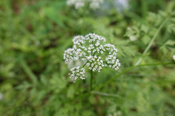 White flower cluster.