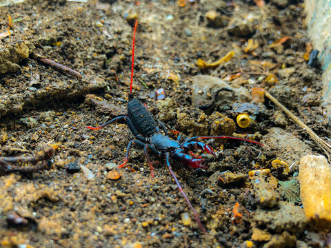  the whip scorpion (Vinegaroon), Macro photo of an arthropod, showing its glossy black body, large pincers, and long whip-like tail in a natural habitat.