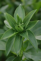 Obraz premium Vibrant Green Plant Bud Close Up Nature Photography