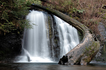 A serene waterfall flows gracefully over a mossy log, surrounded by vibrant greenery, showcasing the beauty of nature and its tranquil, soothing qualities.
