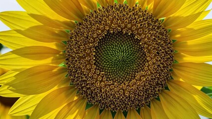 Close-up of a vibrant sunflower's disc florets