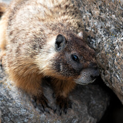 A captivating close-up of a marmot perched among rocks, revealing the intricate details of its fur and the essence of wildlife in a natural environment.
