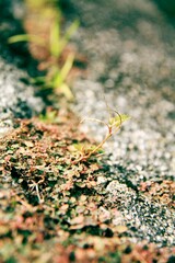 macro shot of young plant