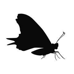 butterfly silhouette vector