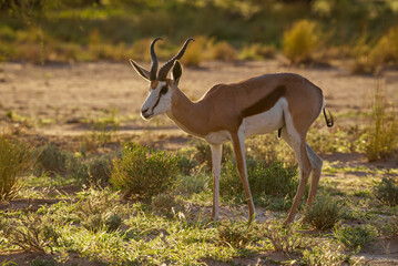 Springbok or springbuck (Antidorcas marsupialis). Kgalagadi Transfrontier Park, Northern Cape. South Africa.