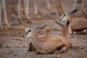 Springbok or springbuck (Antidorcas marsupialis) in a rainstorm. Kgalagadi Transfrontier Park, Northern Cape. South Africa.
