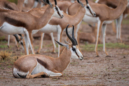 Springbok or springbuck (Antidorcas marsupialis) in a rainstorm. Kgalagadi Transfrontier Park, Northern Cape. South Africa.