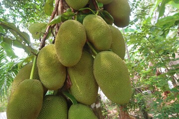 nutritious jack fruits on the jack fruit tree