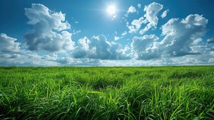 Obraz premium Expansive field of vibrant green grass under a bright, sunny sky with fluffy clouds. Lush, natural landscape.