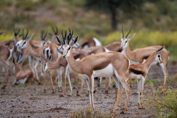 Springbok or springbuck (Antidorcas marsupialis) in a rainstorm. Kgalagadi Transfrontier Park, Northern Cape. South Africa.