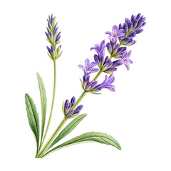 Fototapeta premium Lavender Flower Illustration