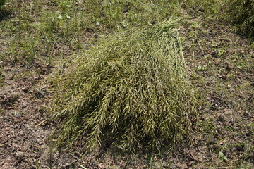 A bundle of harvested dried mustard plants are kept on the agricultural field